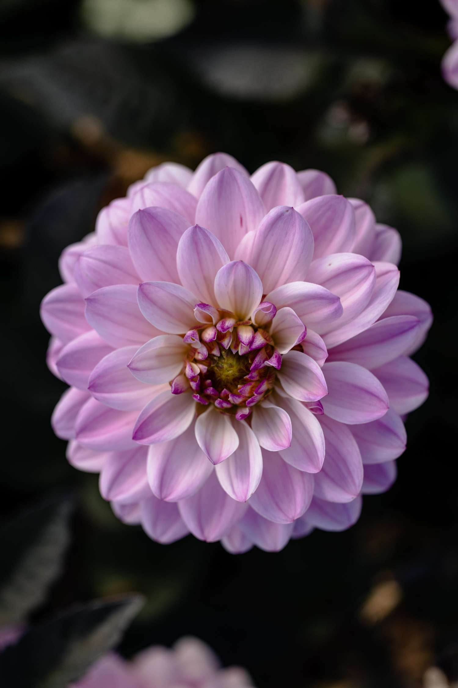 Daalia 'Melody Harmony'